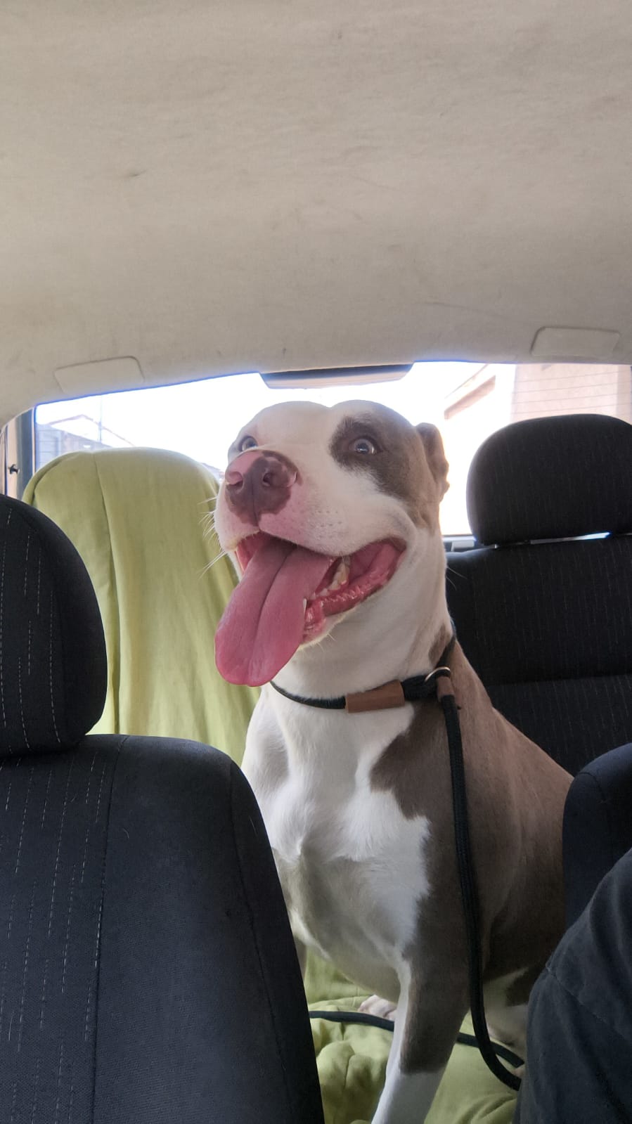 Zara sorrindo no banco traseiro de um carro